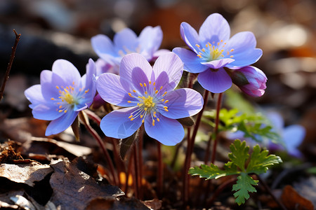 春季野外新生的花朵背景图片