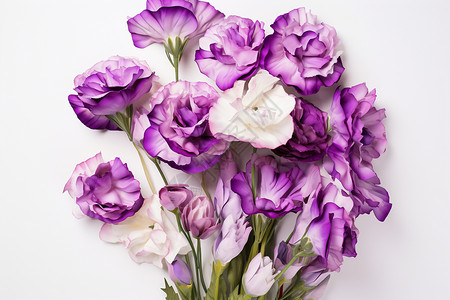 桌面上紫色的洋桔梗背景图片