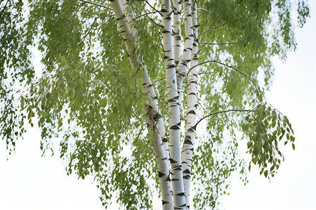 春季生机勃勃的白桦树图片