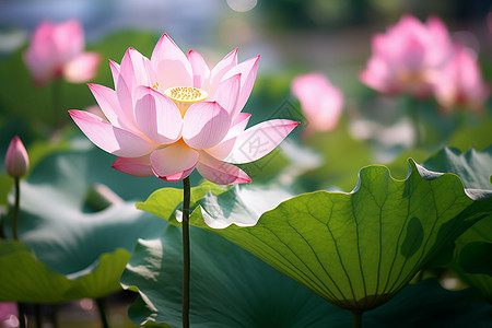 池塘中盛开的莲花背景图片