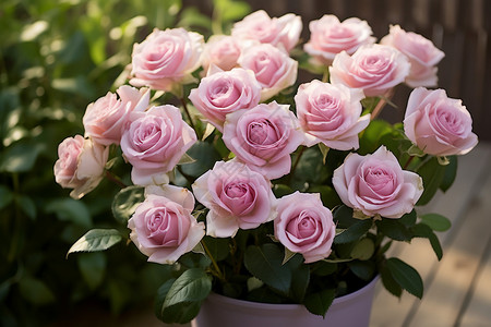 花瓶中绽放的玫瑰花背景图片