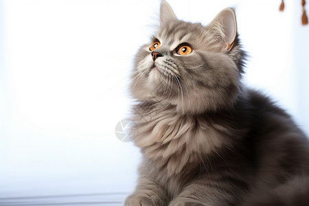 灰色的可爱小猫图片