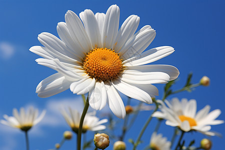 清新田园的白色雏菊背景图片