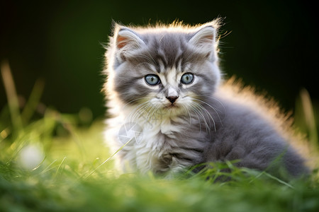 小猫躺在草坪上图片