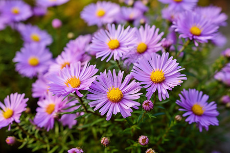 缤纷的紫色花园背景图片