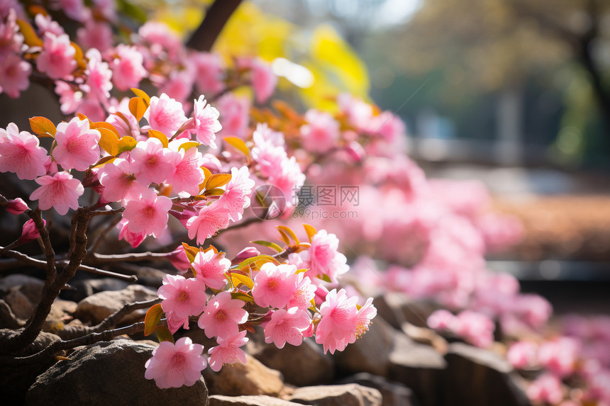 樱花盛开的美丽花园图片