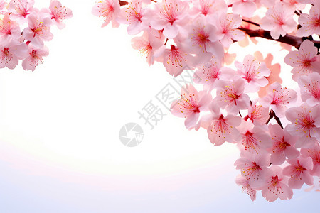 樱花绽放的春天背景图片