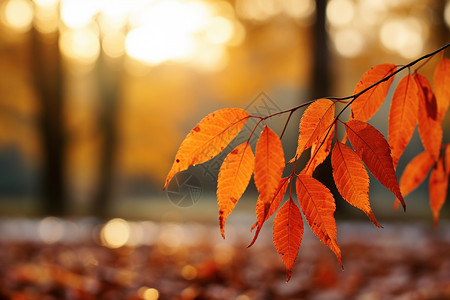 秋季公园的树叶图片