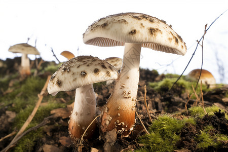 自然界的蘑菇图片