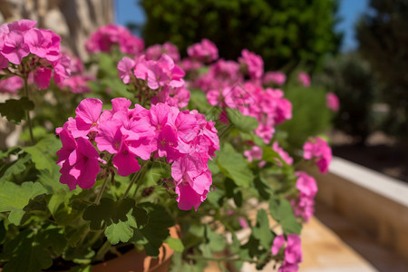 花盆里的一束粉色花朵图片