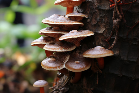 森林树木上的野生蘑菇图片