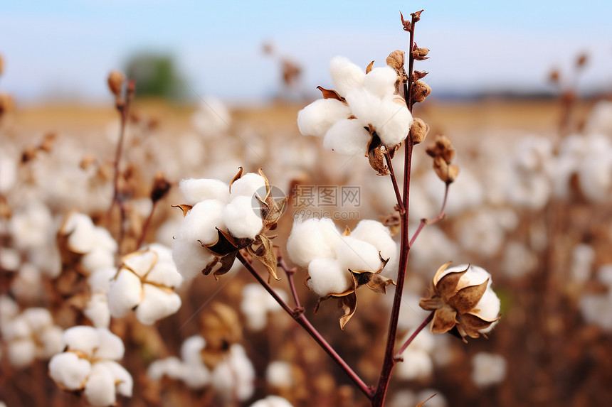棉花成熟季节图片
