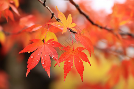 秋日森林秋日枫叶的艺术之美背景