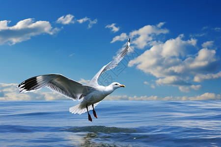 云朵和海鸥飞翔的海鸥背景