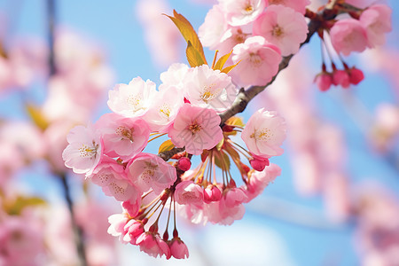 樱花与蓝天背景图片