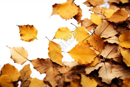 秋季枯黄的树叶图片