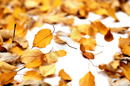 秋季飘落的树叶图片