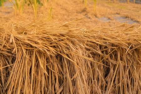 秋季收获的稻谷背景图片