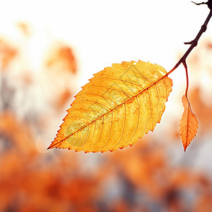 秋季树枝上的树叶背景图片