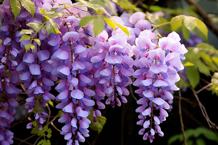 春天盛开的紫藤花图片