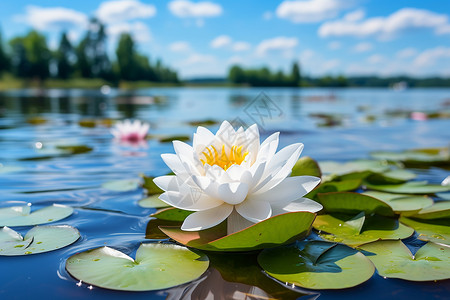 荷花白莲花湖上漂浮的一朵白莲花背景