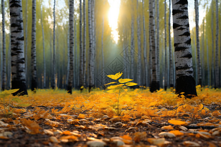 秋日的白桦树图片