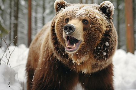 一只愤怒的棕熊图片