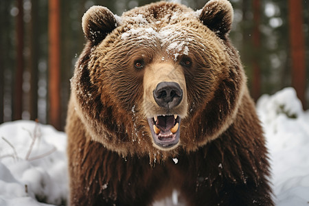大棕熊的咆哮背景