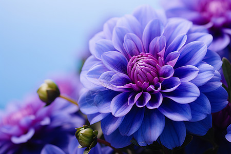紫色花朵紫色的菊花高清图片