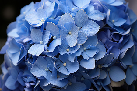 蓝色美丽的绣球花图片