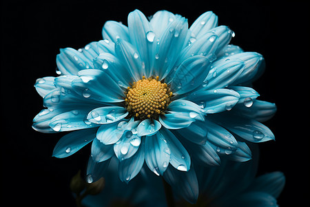 美丽的蓝色雏菊图片