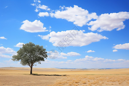 大漠孤独树图片