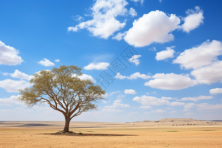 孤独的一棵树图片