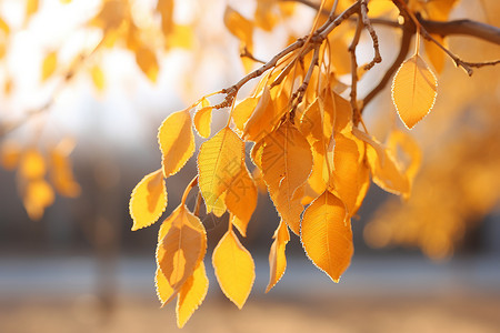 秋日里金黄的胡杨林树叶背景图片
