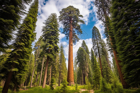 高大的红杉树图片