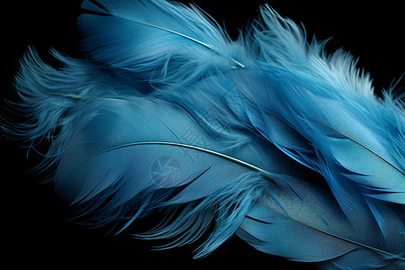 蓬松的蓝色羽毛图片