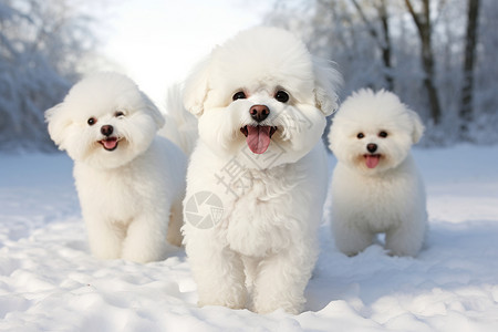 融入雪景的狗狗背景图片