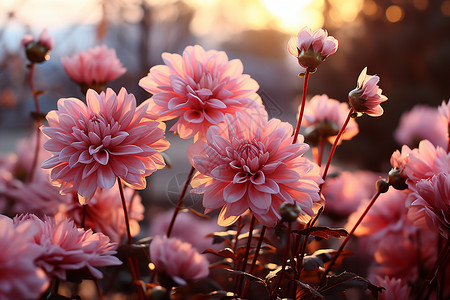 粉色野菊花背景图片