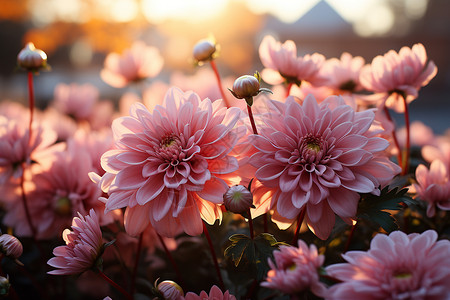 野生菊花之美高清图片