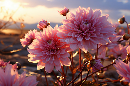 野生菊花背景图片