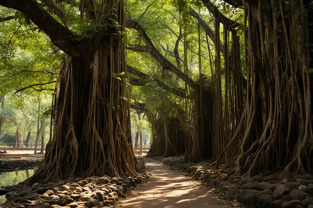 丛林之旅神秘森林之旅背景