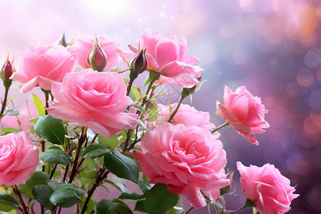 浪漫玫瑰花朵图片