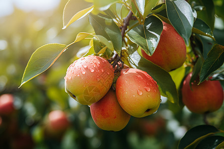 乡村农业种植的苹果园高清图片