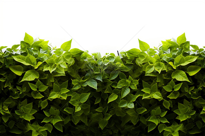 绿色的植物叶子图片