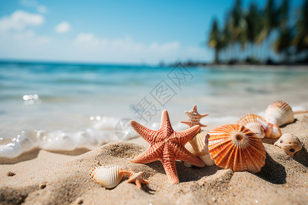 海滩上散落着的贝壳高清图片