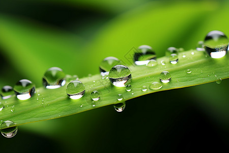 树叶上滴落的雨滴图片