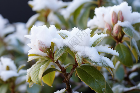 杜鹃花芽冬季大雪覆盖的杜鹃花背景