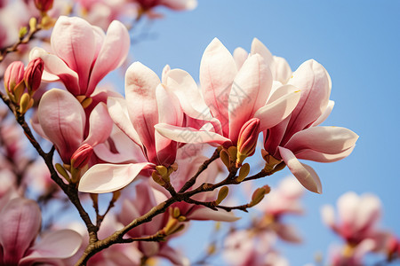 春季户外盛开的美丽樱花图片