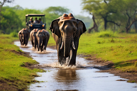 森林游走的大象图片