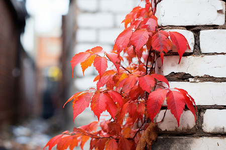 秋季房屋墙壁上的爬墙虎高清图片